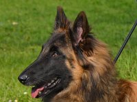 02 BestJug TV JugSieger Hessen 2018 Time of Wolves Brianna
